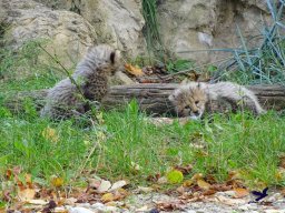 Tiergarten Schönbrunn am 20.10.2025